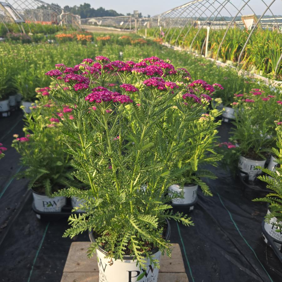 Achillea x 'Firefly Fuchsia'