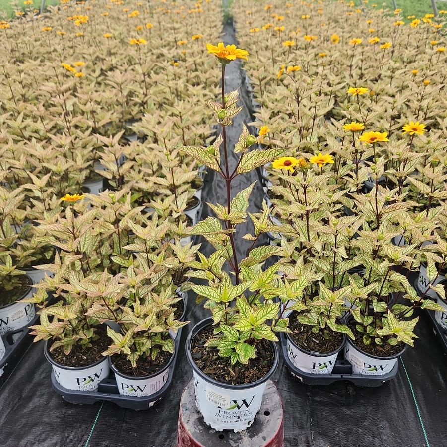 Heliopsis helianthoides 'Touch of Blush'