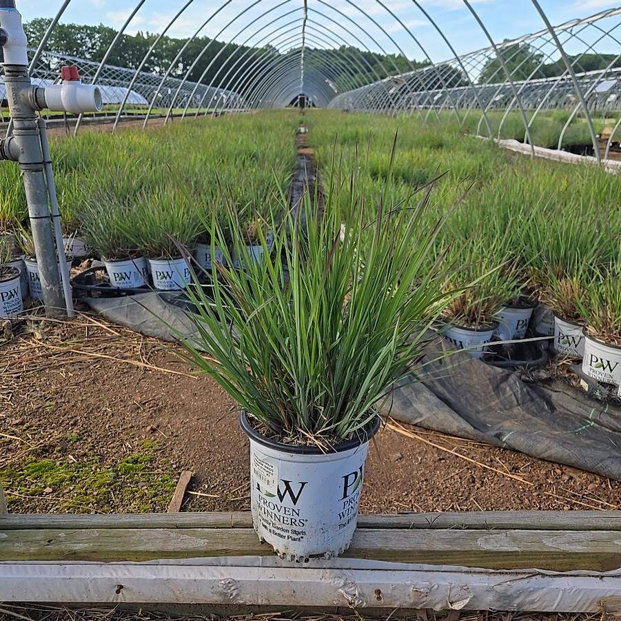 Schizachyrium scoparium Prairie Winds® 'Brush Strokes'