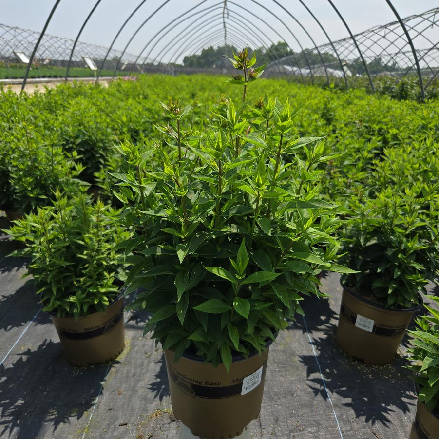 Phlox Volcano® Pink