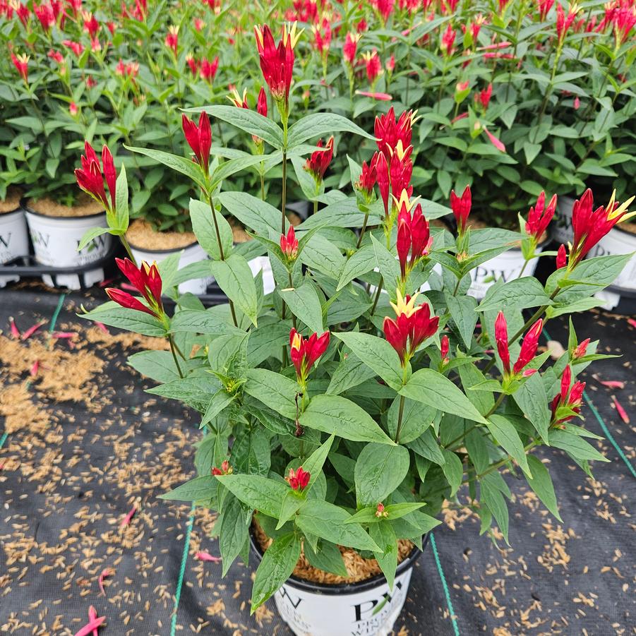 Spigelia marilandica 'Apple Slices'