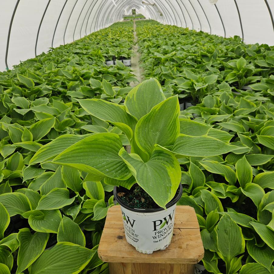 Hosta SHADOWLAND® 'Lone Star'
