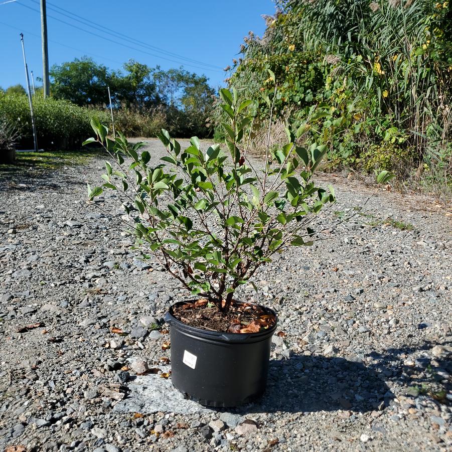 Prunus x Romance 'Crimson Passion'