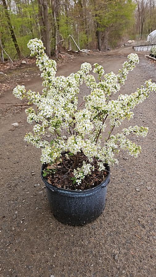 Prunus x Romance 'Cupid'