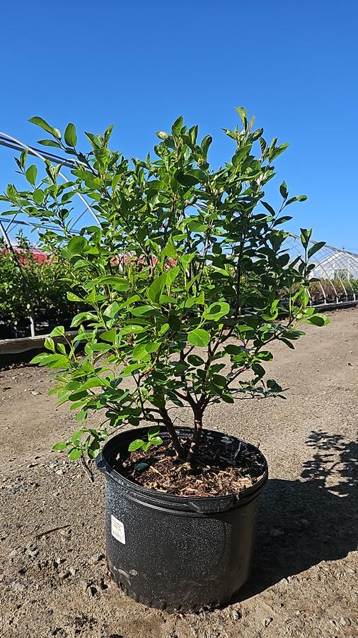 Prunus x Romance 'Valentine'