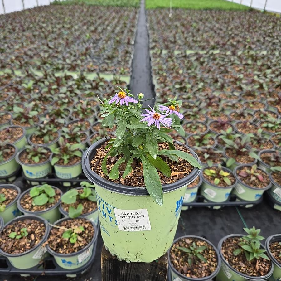 Aster oblongifolium 'Twilight Sky'