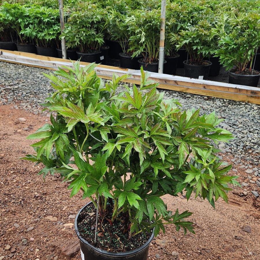 Paeonia x ITOH 'Cora Louise'