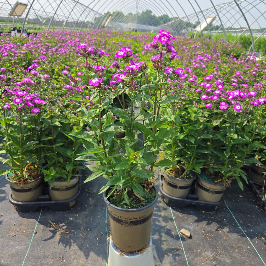 Phlox Volcano® Purple with White Eye