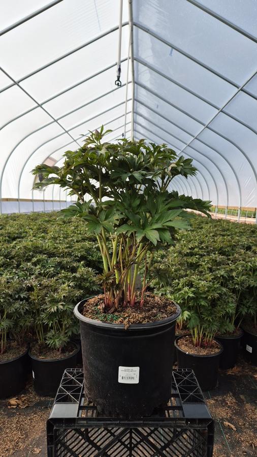 Paeonia x ITOH 'Scrumdiddlyumptious'