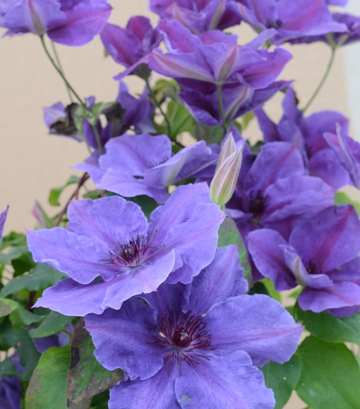 Clematis x Boulevard® Ravel™