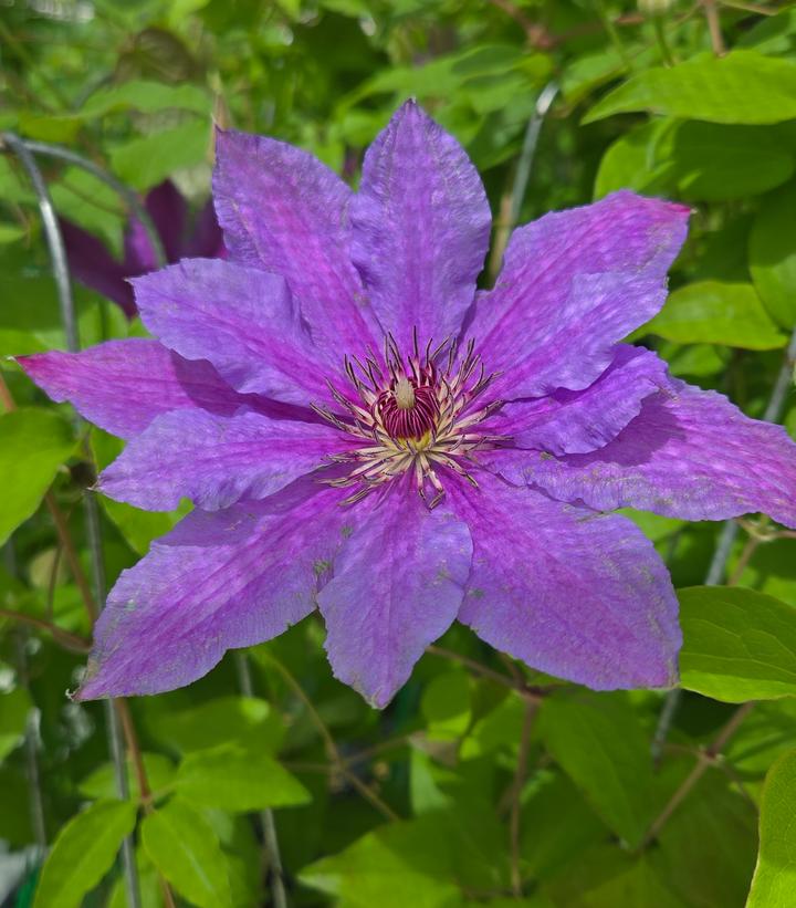 Clematis x Boulevard® Tumaini™