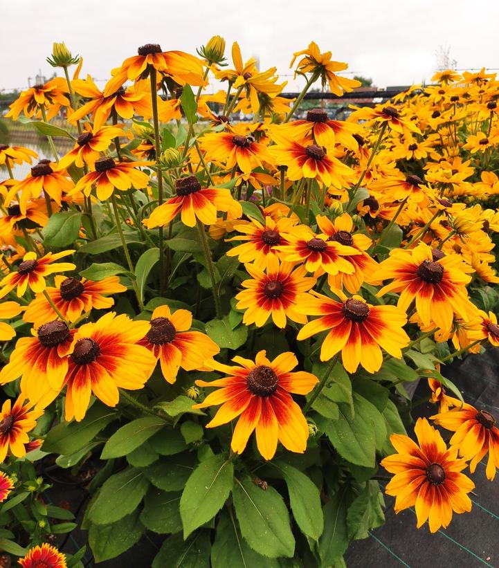 Rudbeckia hirta 'Sunspot Yellow Bicolor'