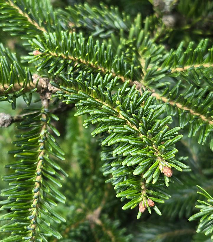 Abies balsamea var. phanerolepis 