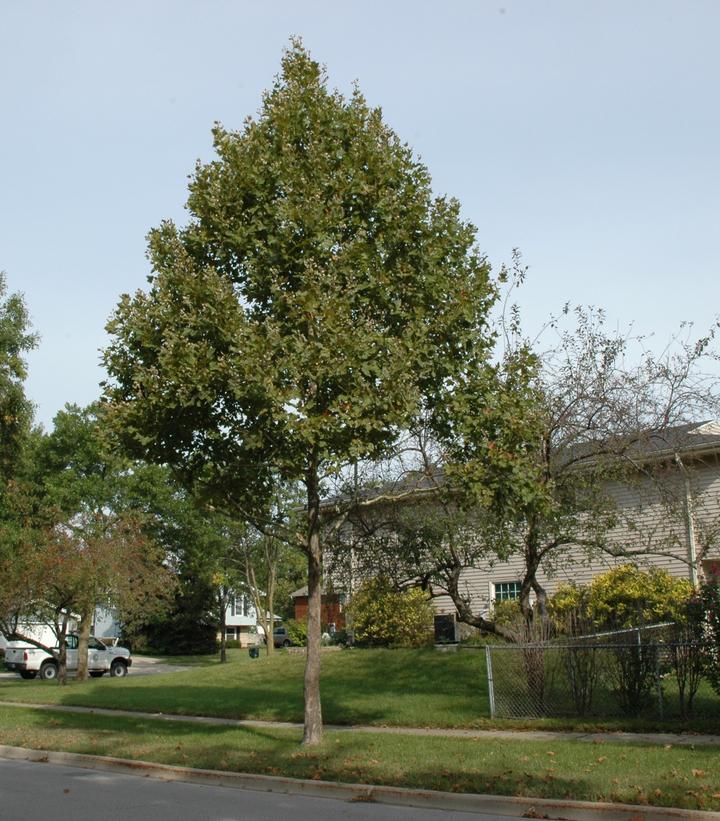 Platanus acerifolia Exclamation!®
