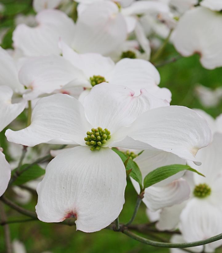 Cornus florida Spring Grove®