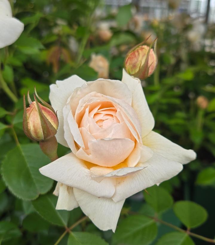 Rosa Windermere