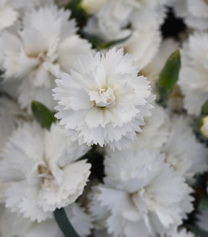 Dianthus interspecific EverLast™ White