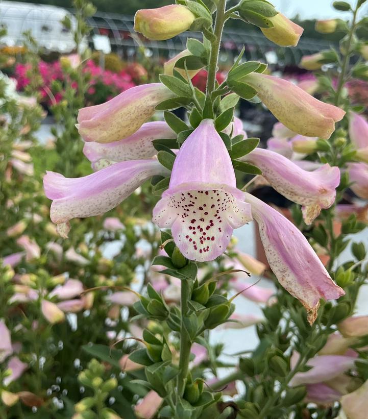 Digitalis purpurea 'Hanabee Pink'