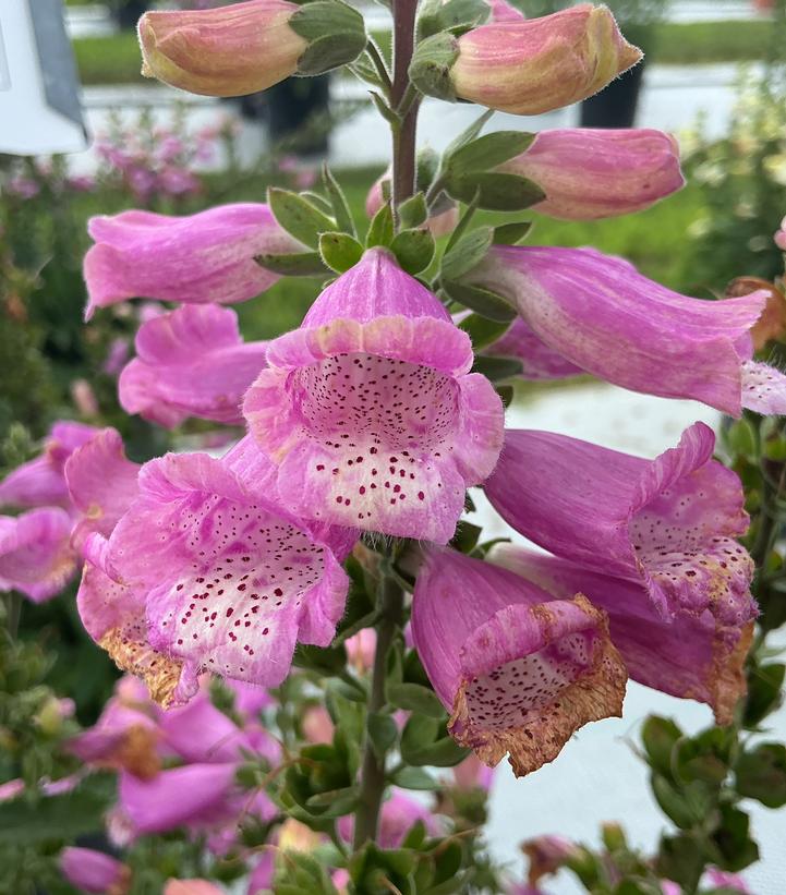 Digitalis purpurea 'Hanabee Rose'