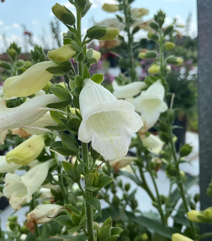 Digitalis purpurea 'Hanabee White'