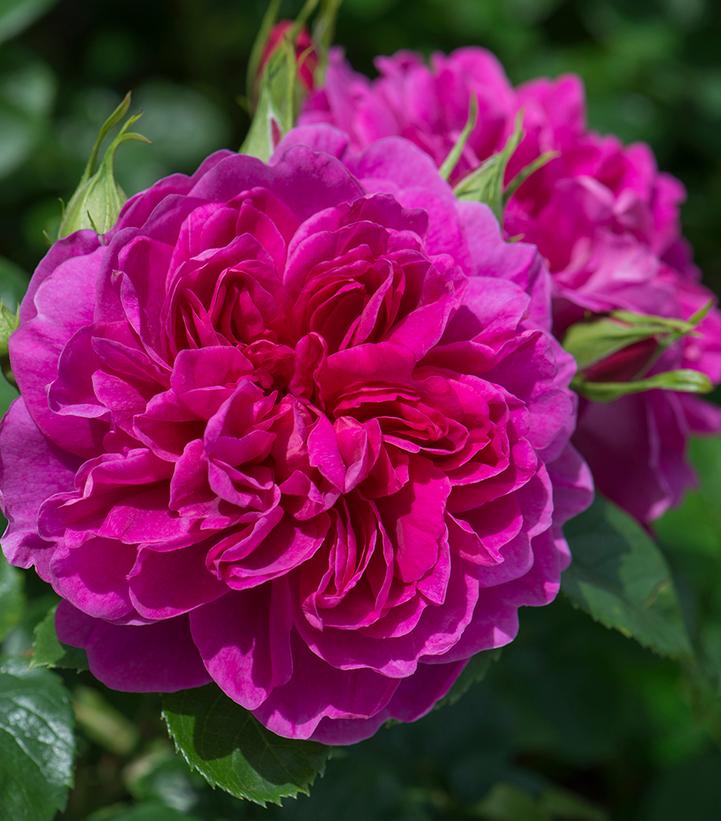 Rosa Princess Anne™