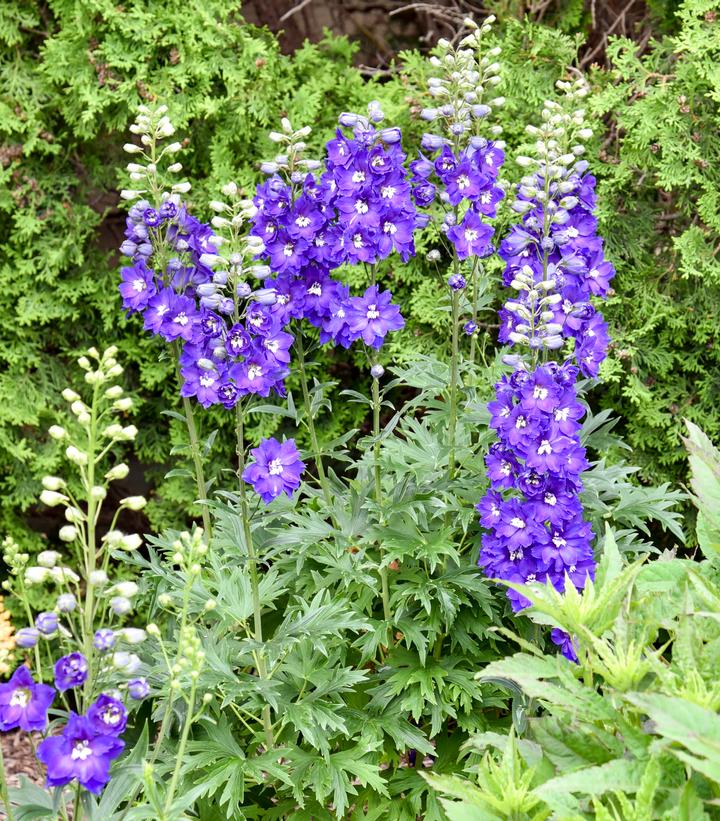 Delphinium x 'Violets Are Blue'