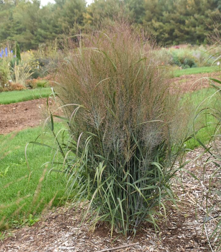 Panicum virgatum PRAIRIE WINDS® 'October Sky'