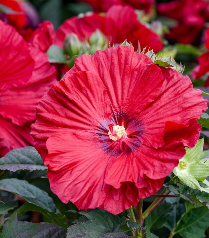 Hibiscus x Summerific® 'Garnet Globes'