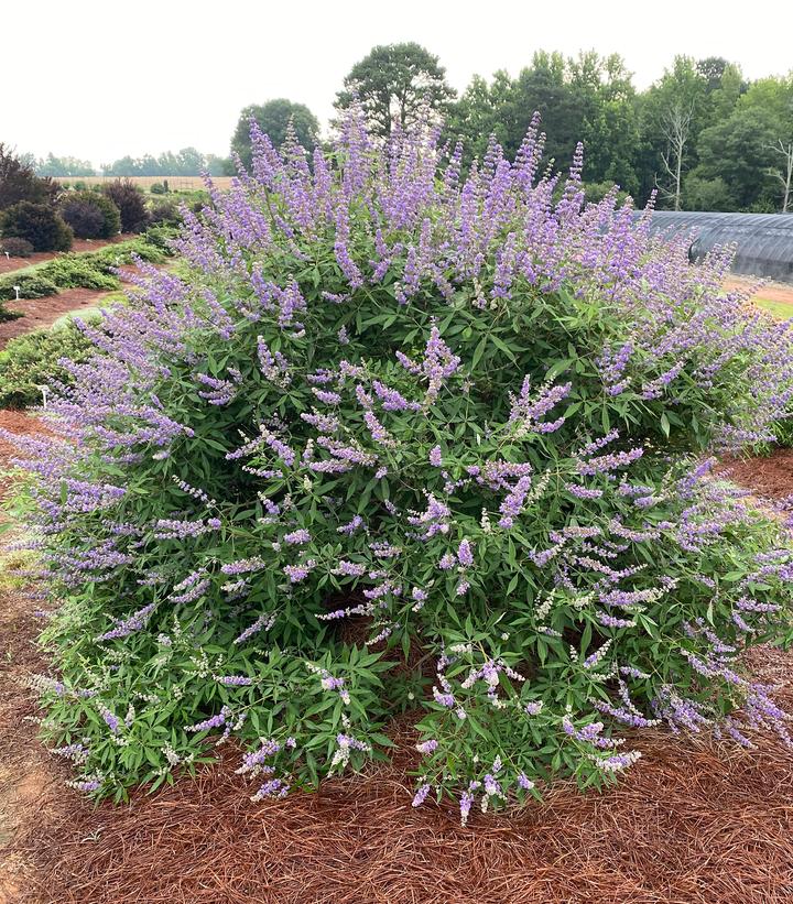 Vitex agnus-castus Queen Bee®