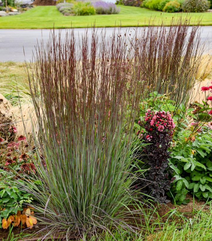 Schizachyrium scoparium 'Cinnamon Sticks'