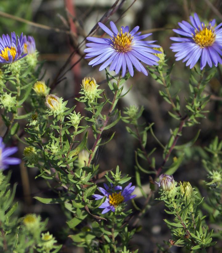 Aster oblongifolium 