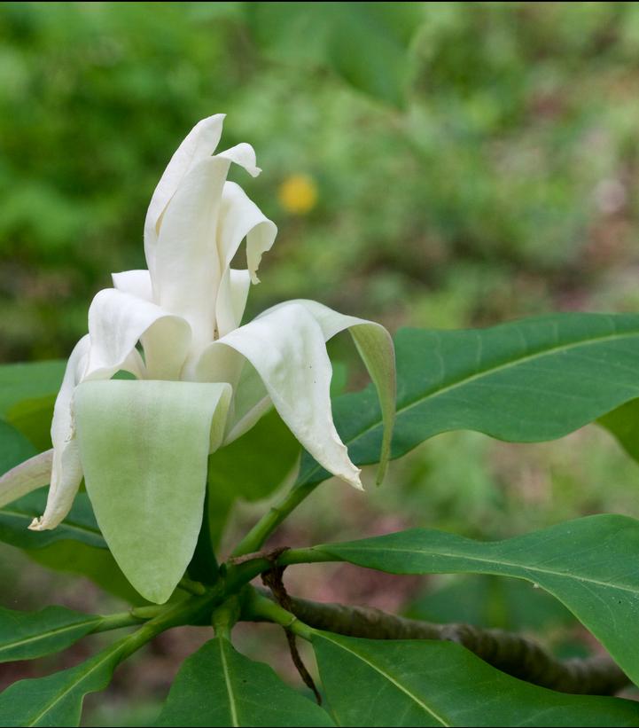 Magnolia tripetala 