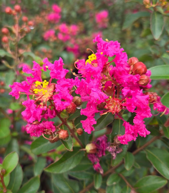 Lagerstroemia x GreatMyrtle™ Cherry Delight