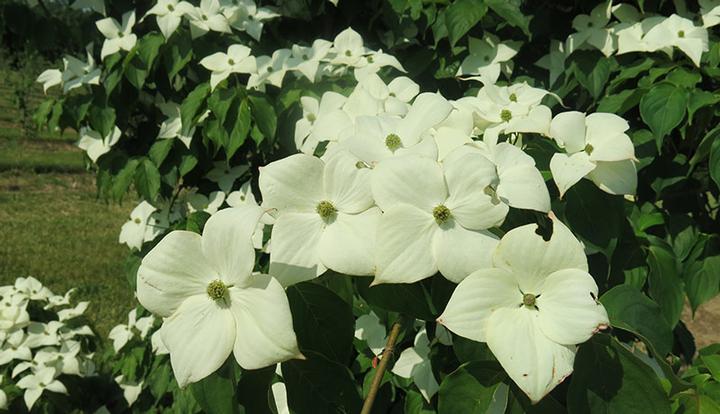Cornus x Stellar Nova™