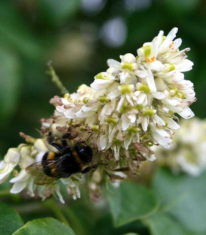 Maackia amurensis 