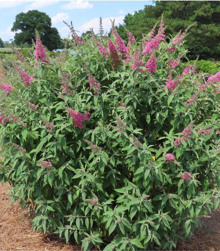 Buddleia davidii Trippy Pink®