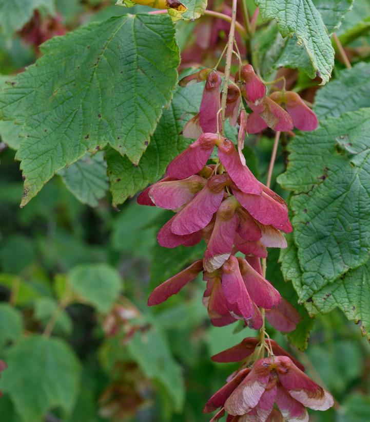 Acer spicatum 