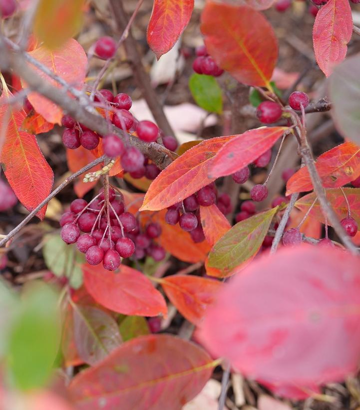 Aronia arbutifolia Berry Scape®