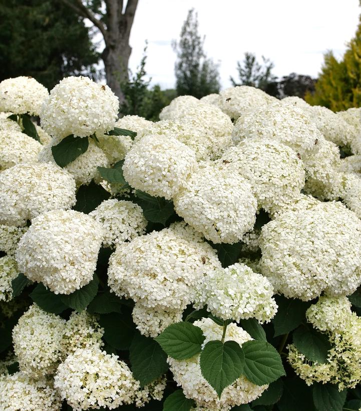 Hydrangea arborescens Incrediball Storm Proof™