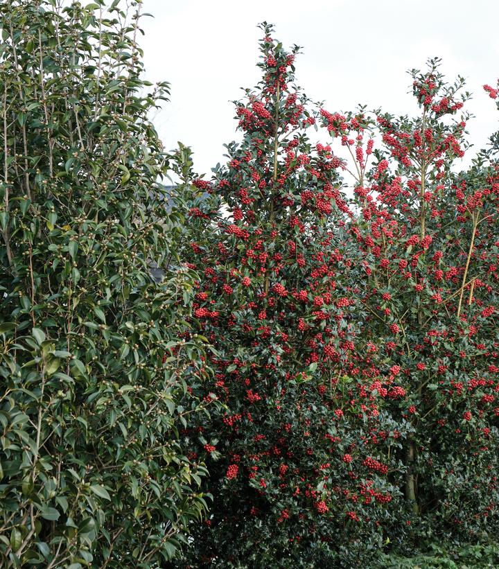 Ilex meserve Magical® Amore