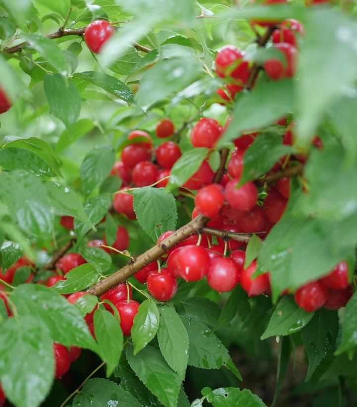Prunus x Easy as Pie®