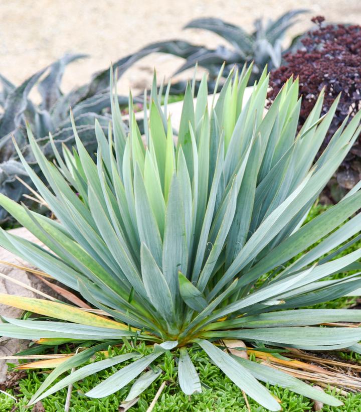 Yucca x 'Dragon Slayer'