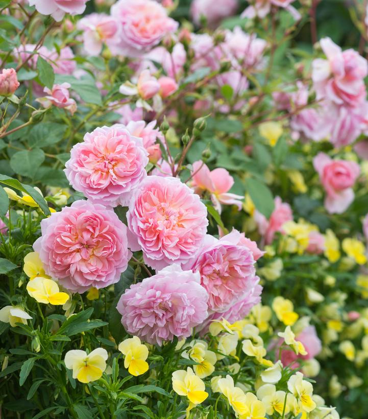 Rosa 'Anne Boleyn'