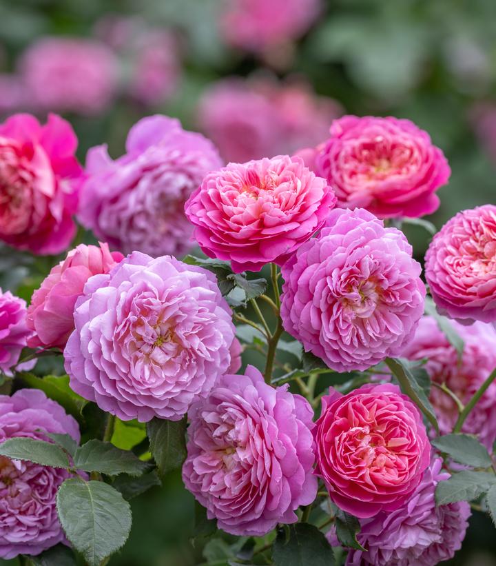 Rosa Emma Bridgewater™