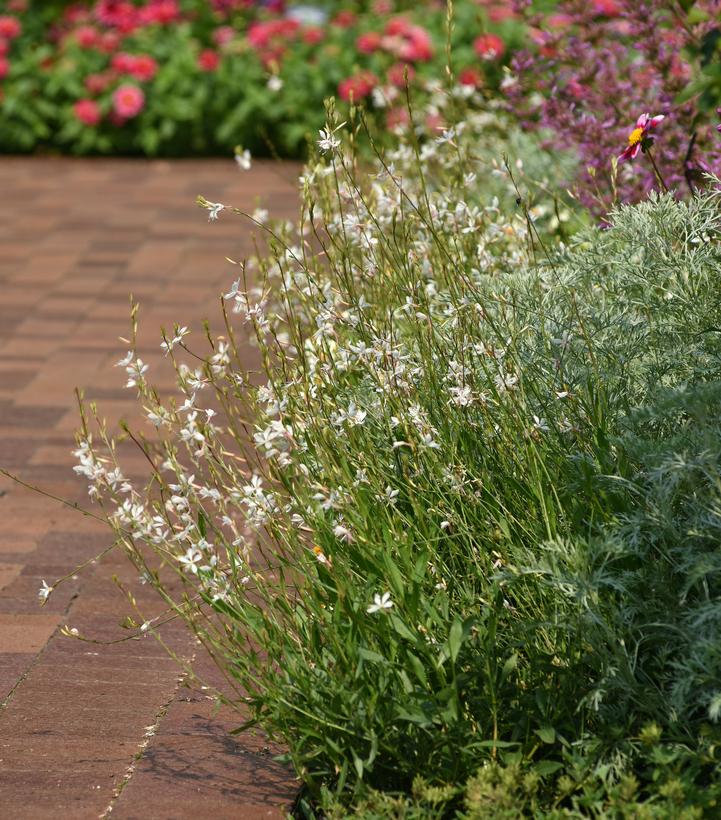 Guara lindheimeri Belleza® White