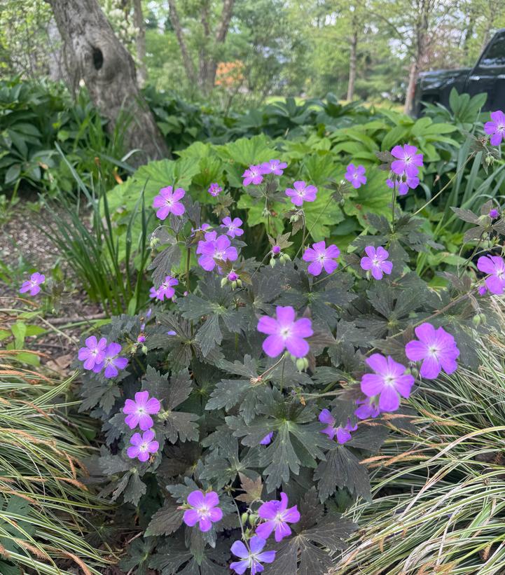 Geranium maculatum 'Dark Roast'