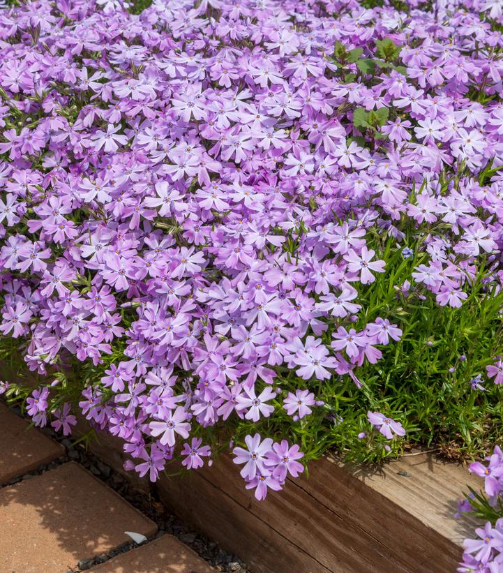 Phlox stolonifera 