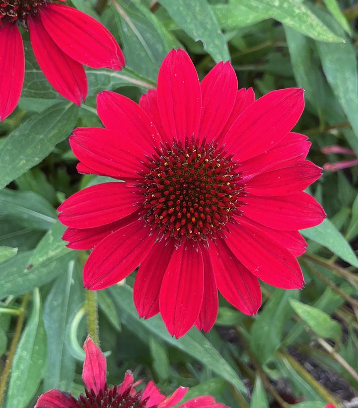 Echinacea x Sunmagic® 'Vintage Hot Red'