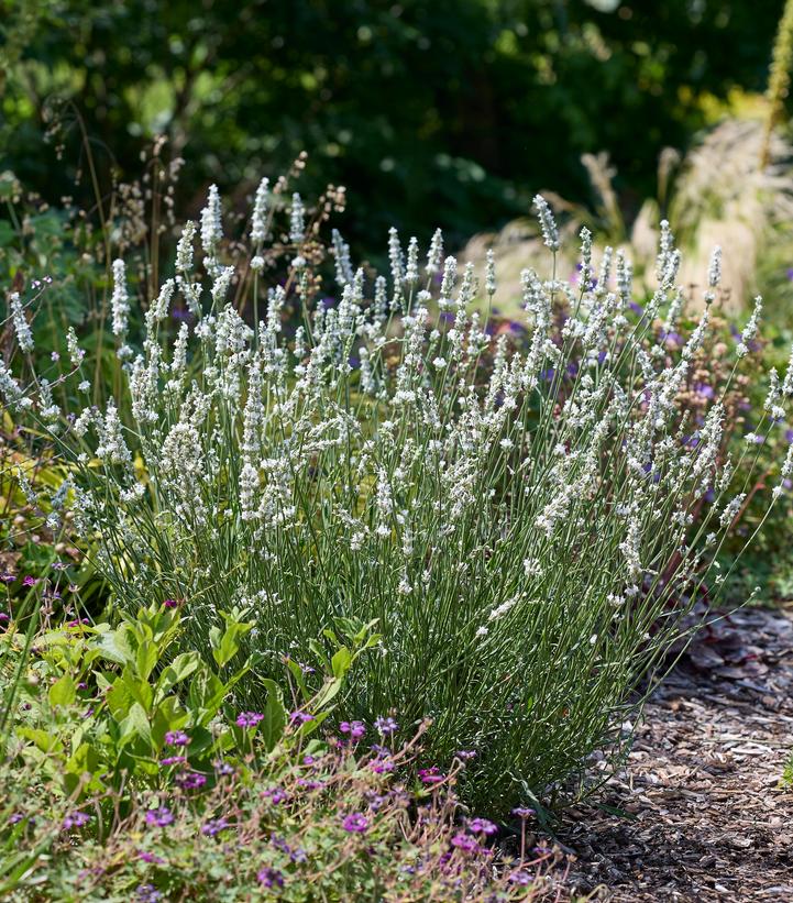 Lavandula x intermedia Exceptional