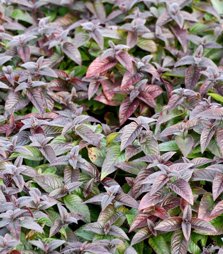 Monarda bradburiana 'Midnight Oil'